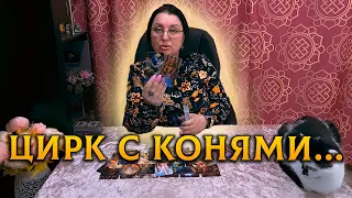 ЦИРК С КОНЯМИ! ЧТО У НЕГО ПРОИСХОДИТ ЗА ЗАКРЫТЫМИ ДВЕРЯМИ?