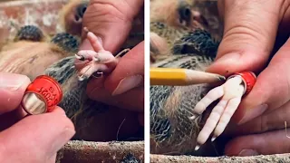 How to band a pigeon the easy way