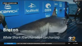 Great White Shark Tracked Off Of New Jersey Coast