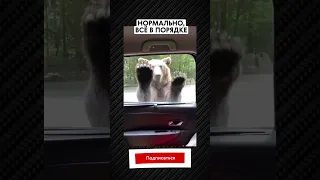 Нормально, всё в порядке 🐻