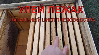 УЛЕЙ ЛЕЖАК как с ним работать пчеловодство для начинающего 💡🐝✅