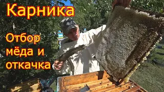 Карника, ОТБОР МЁДА и ОТКАЧКА! Помещение для откачки мёда