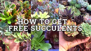 How To Get FREE Succulents
