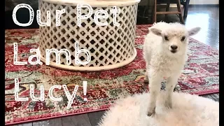 We have the cutest pet lamb in the house! | best pet farm animals | cutest lamb ever