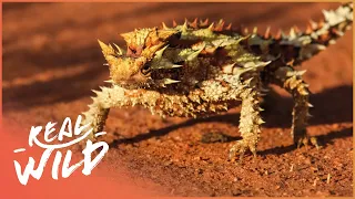 Discovering Australasia's Diverse Wildlife | Modern Dinosaurs | Real Wild