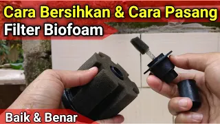 Cara Bersihkan & Cara Pasang Filter Biofoam ll Filter Aquarium