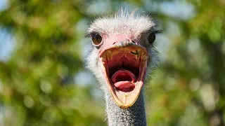 Worlds Tallest Bird! ( The Ostrich ) ( With Relaxing Music ) Peaceful Mind, Stress Relief!