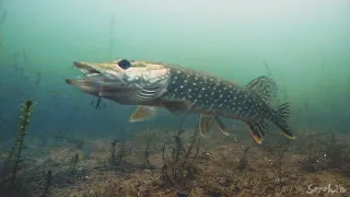 ЩУКА СЪЕЛА КАРАСЯ! Подводная съемка хищников. Рыбалка на жерлицы