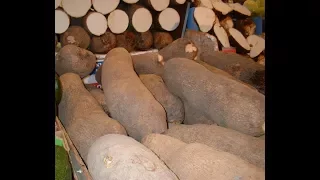 FARMERS MARKET: NIGERIA BEGINS YAM EXPORT