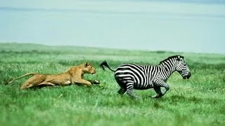 Lion hunt a zebra