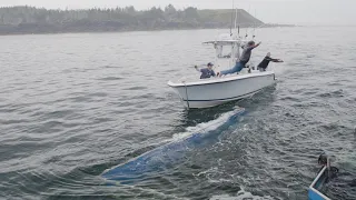 OCEARCH tracking great white shark in Gulf of Mexico