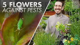 5 Flowers to Use Against Pests in your Garden
