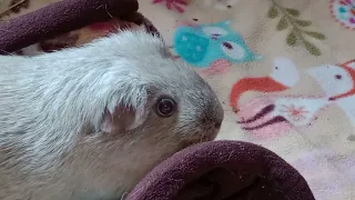 Guinea pig is scared of everything!