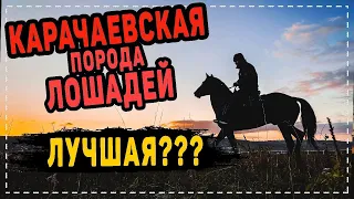 КАРАЧАЕВСКАЯ ЛОШАДЬ. ЗНАКОМСТВО. ХАРАКТЕР. ОСОБЕННОСТИ. СОДЕРЖАНИЕ. АММУНИЦИЯ. Ч.1