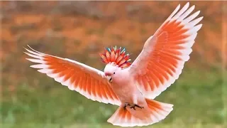 10 Most Beautiful Cockatoo Species on Planet Earth