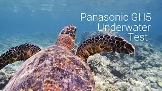 Panasonic GH5 Underwater Grading Test - Ewa Marine - snorkeling