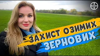 ЯК ЯКІСНО ЗАХИСТИТИ ВІД ХВОРОБ ТА ШКІДНИКІВ ЗЕРНОВІ ОЗИМІ?