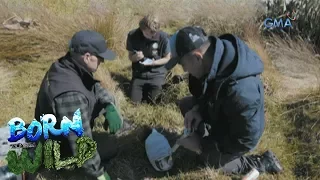 Born to be Wild: Finding a Yellow-eyed Penguin