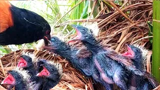 Burung predator makin nampak kekar dan sangar  #burungbubut