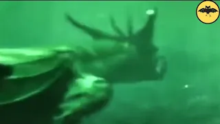 6 Mysterious Underwater Creatures Caught On Tape.