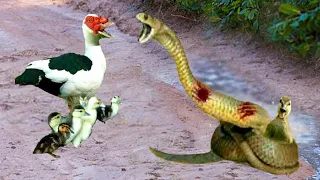 This Snake Approached The Ducklings, But What Happened Was Unexpected!!