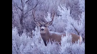 Mule Deer Rut 2022! Lot of bucks and a deer pushing 200".