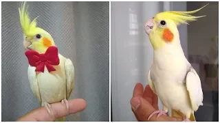 Cockatiel Best Singing and  Talking Companion in the World / Cockatiel Singing  training video /2020