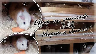 ОБЗОР СТЕЛЛАЖА ДЛЯ МОРСКИХ СВИНОК | Dasha Alekseeva