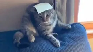 Кот и сыр cheese challenge cat