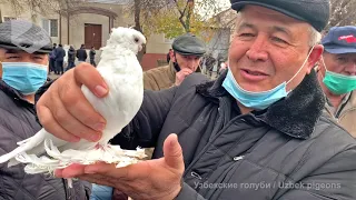 Bird Market in Tashkent - PIGEONS (14.11.2020)