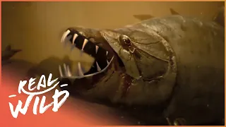 The Truth Behind Africa's Piranha | Tigerfish Attack | Real Wild