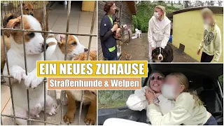 Herzschmerz💔🥺 Welpen im Tierheim & wir verlieben Uns! | Isabeau