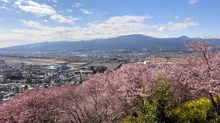 Matsuda Cherry Blossom Festival 2023 🌸 Nishihirabatake Park, Matsuda, Kanagawa #4K #松田 #花見 #河津桜まつり