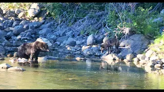 The Wolf and the Bear - an encounter in Yellowstone National Park