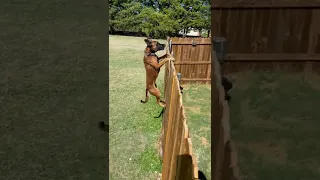 Belgian Malinois Easily Jumps Over a 6.5 Foot Fence From a Standstill