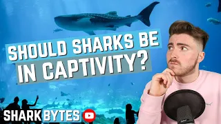 Should sharks be kept in Captivity!?