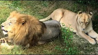 Парк львов ТАЙГАН глазами рядового посетителя (Крым) || Lions Park in Crimea