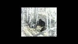 Saskatchewan Archery Bear Hunt hunt-sask.com