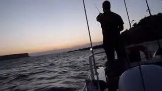 How to catch Squid in Sydney Harbour