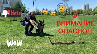 Реакция немецкой овчарки на императорского удава Сомбру! 🐍 Часть 1.