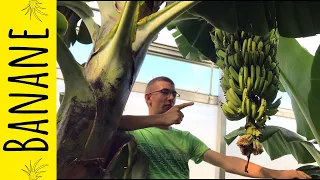 Bananenpflanzen im Tropenhaus in Deutschland