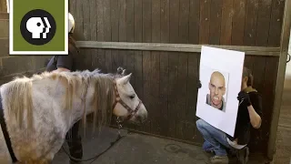 Horses Can Read Human Emotions!