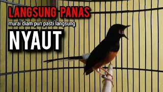 murai batu gacor AMPUH buat PANCINGAN murai batu agar bunyi JADIKAN burung murai gacor EMOSI