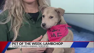 Shreveport puppy in search of forever home