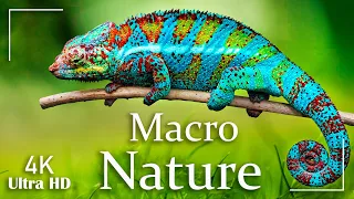 Macro in Nature 4K Video Ultra HD | Cinematic Video UHD | Macro Shots