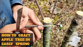 Best method of Grafting apple tree in spring | Apple Grafting