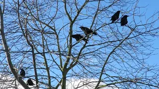 Crows singing and cawing