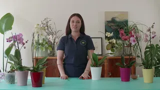 Orchideen Schneiden - einfach erklärt | Gartenmarkt