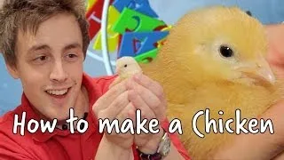 How To Make A Chicken | We The Curious