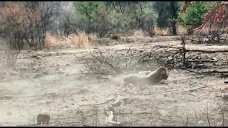 Survival of the fittest! A leopard killing a Cheetah cub, then mommy Cheetah came for the rescue